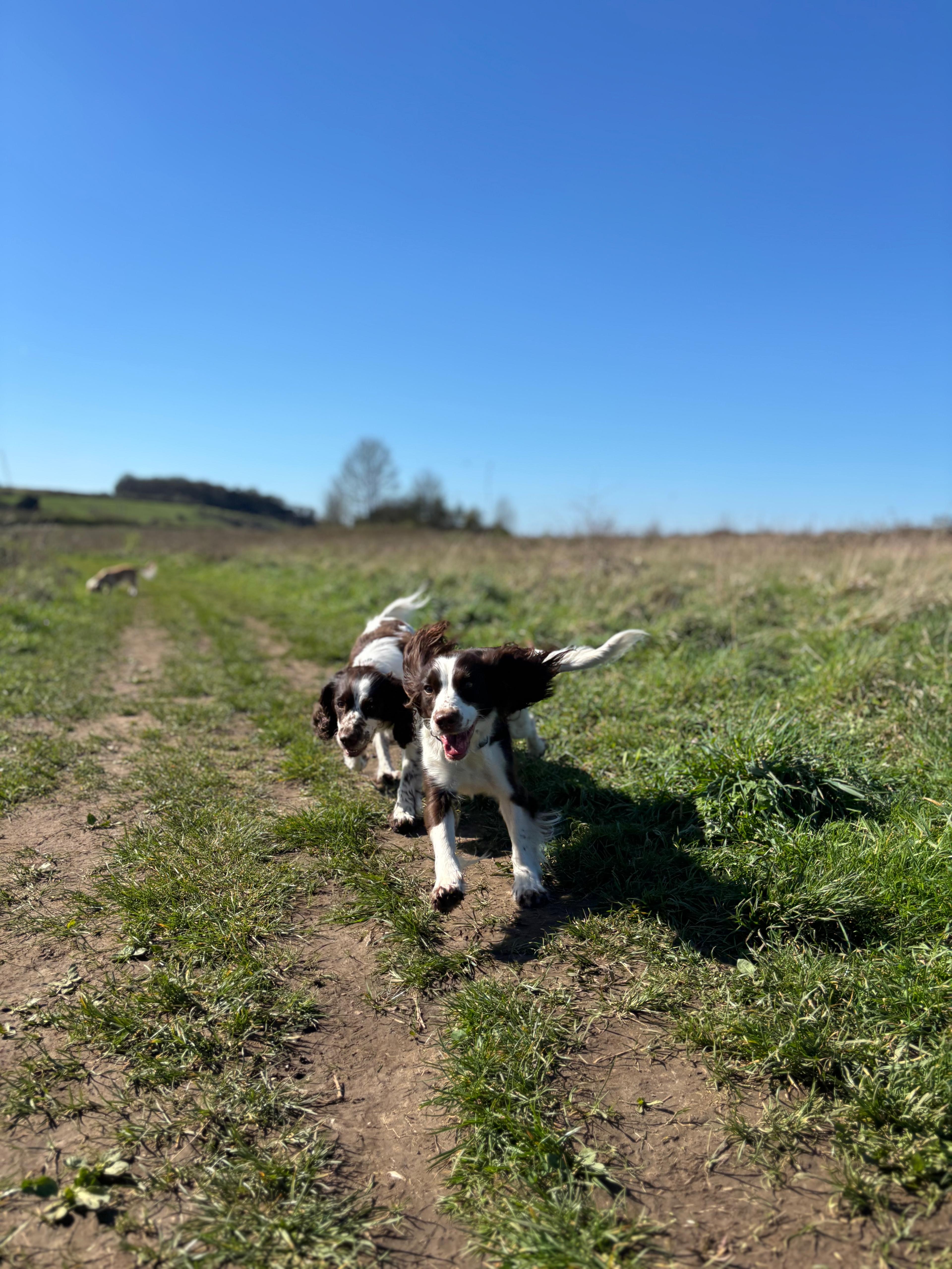 Dog Walking